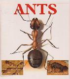 ANTS